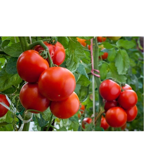 homeagro - Tomato Vegetable ( 100 Seeds )