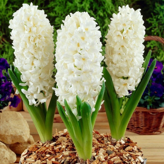 Hyacinth Aiolos White Color Flower Bulb