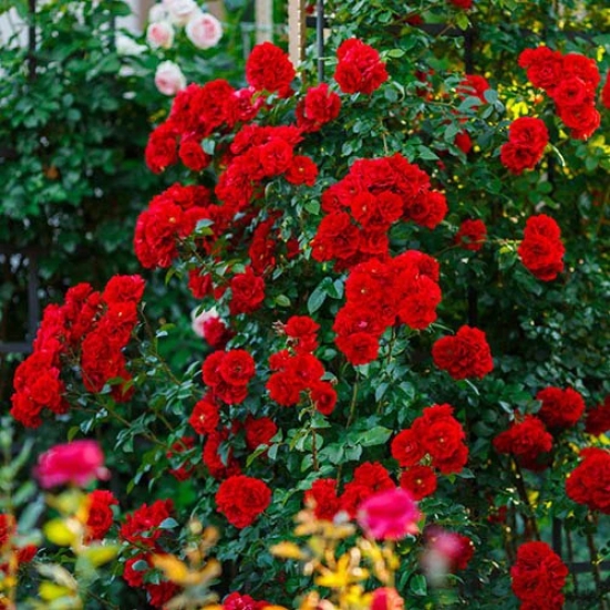 Climbing Rose Plant Red Scented