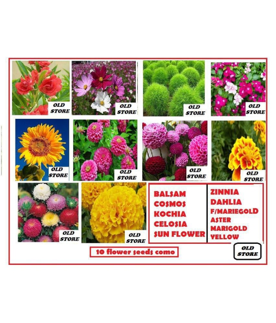 10 FLOWERS SEEDS COMBO MORE THAN 200 SEEDS PACK WITH FREE COCO PEAT AND USER MANUAL FOR GARDENING USE (DAHLIA,ZINNIA,FRENCH MARIEGOLD, GIANT YELLOW MARIEGOLD,CELOSIA,COSMOS,VERBENA,LUPIN,SUN