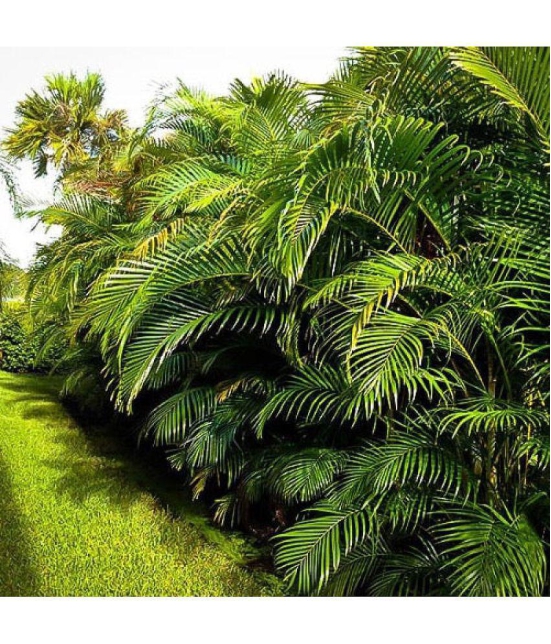 CLASSIC GREEN EARTH - Areca palm Grass ( 15 Seeds )