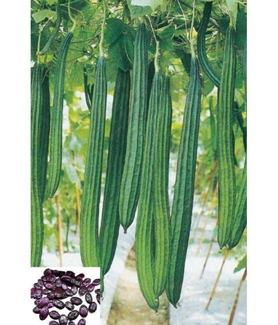 HN organic seed Ridge Gourd (Toree) Vegetable ( 20 Seeds )