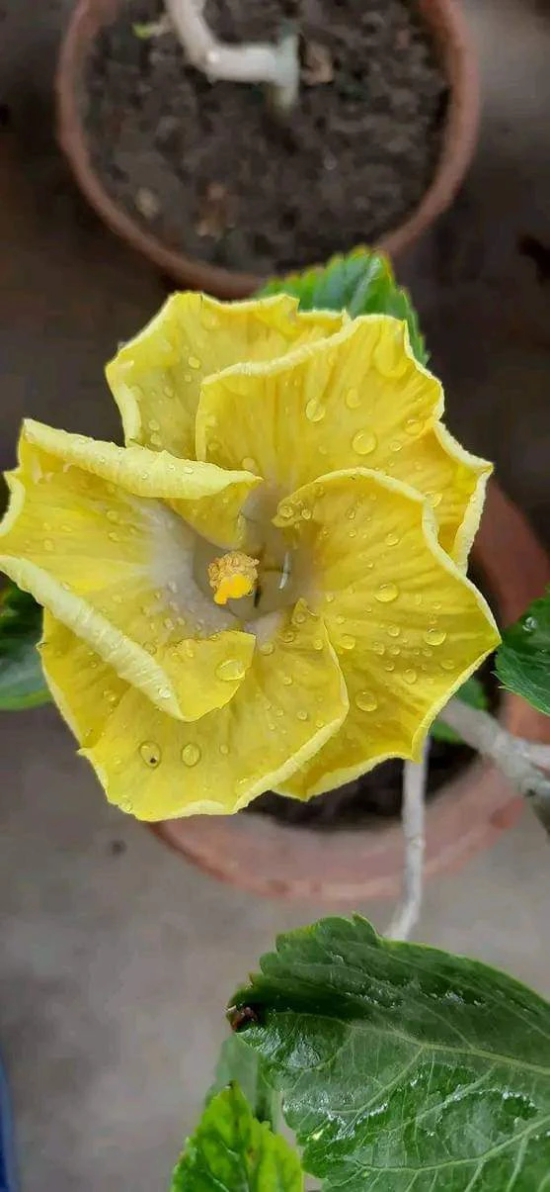 Austrelian Hibiscus Plant For Home Gardening