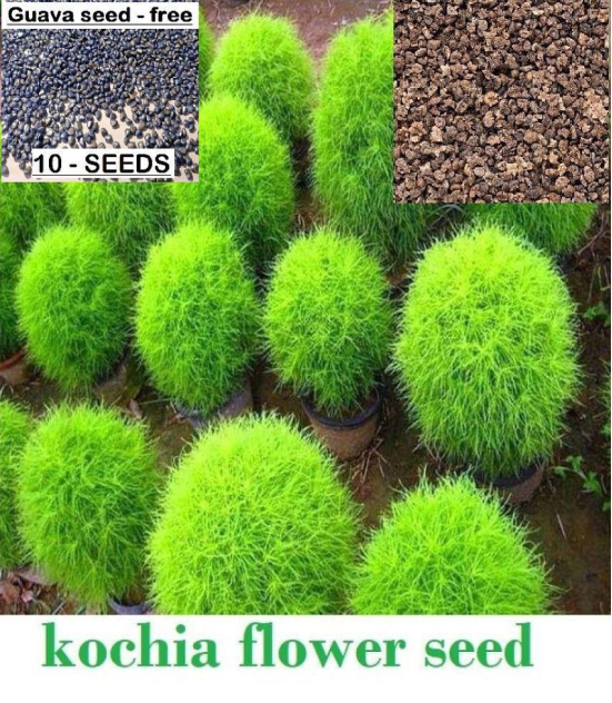 homeagro - Kochia Flower ( 50 Seeds )