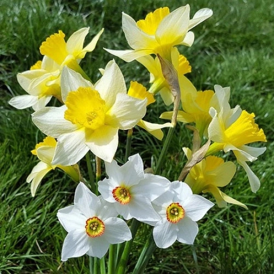 Nargis Daffodil Mix Color Flower Bulbs (Pack of 15 Bulbs)