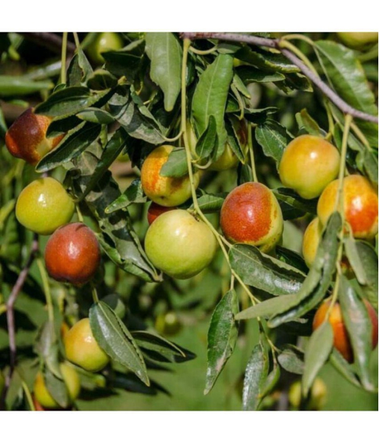 Ber Thailand variety fruit known as the Indian jujube 10 seeds Grafted