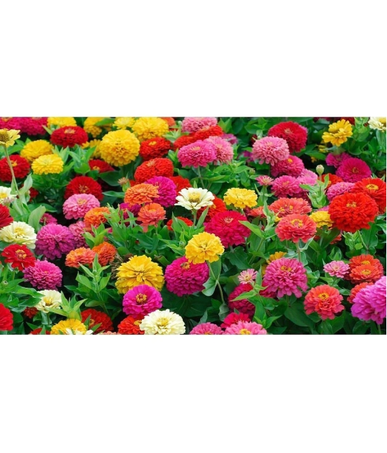 HN organic seed - Zinnia Mixed Flower ( 20 Seeds )