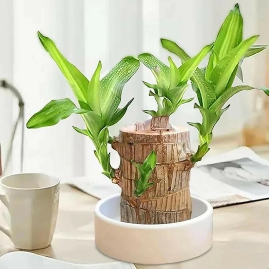 Brazilian Lucky Bamboo | Feng Shui Good Luck Indoor Plant (No Pot)