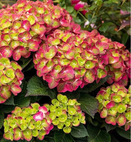 Hybrid Hydrangea Plant For Gardening