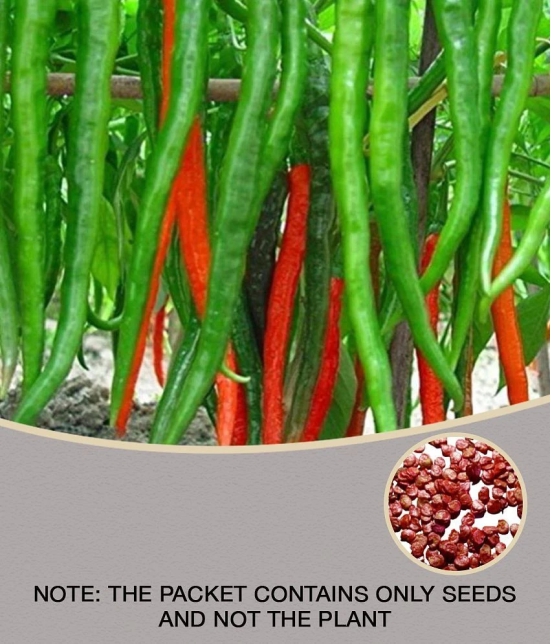 OhhSome Vegetable Seeds Hybrid Green Chilli Vegetable Seeds