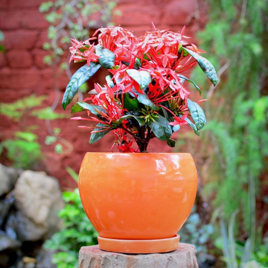 Pastel Apple Ceramic Pot With Tray-Orange