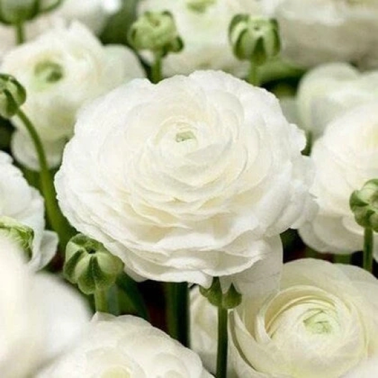 Ranunculus White Color Flower Bulb