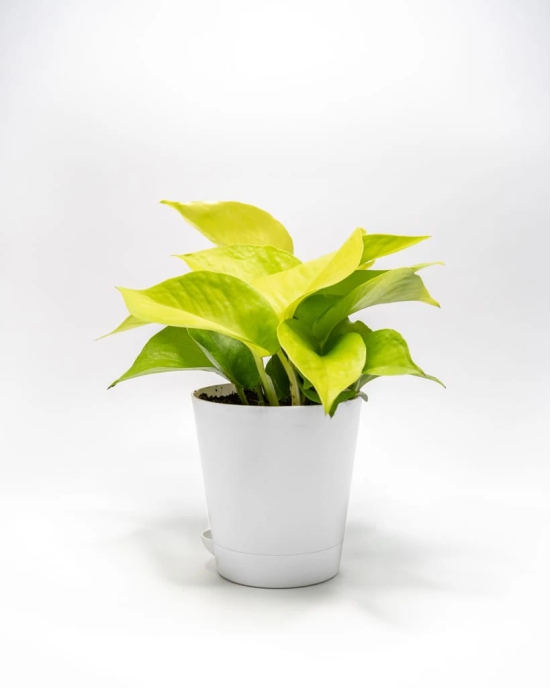 NSC Golden Pothos (Money Plant)