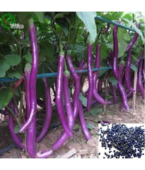 sky star agro & co. - Brinjal Vegetable ( 100 Seeds )