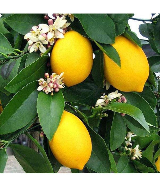 CLASSIC GREEN EARTH - Lemon Vegetable ( 15 Seeds )