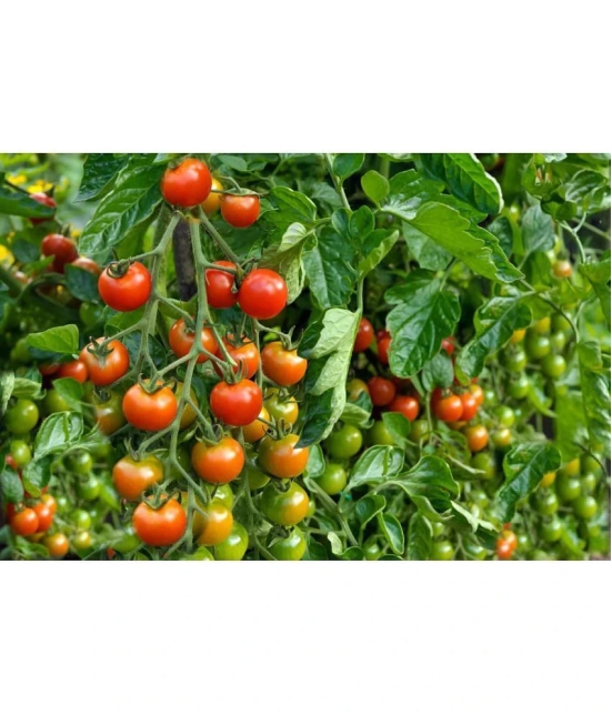 homeagro - Tomato Vegetable ( 100 Seeds )