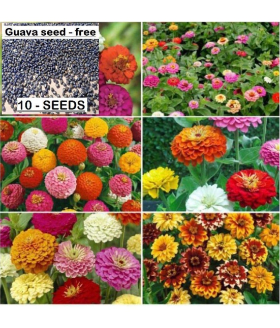 COMBO OF 14 DIFFERENT TYPE FLOWER PLANT SEEDS PACK WITH COCOPEAT AND USER manual MORE THAN 400+ SEEDS PACK FOR HOME GARDENUNG USE