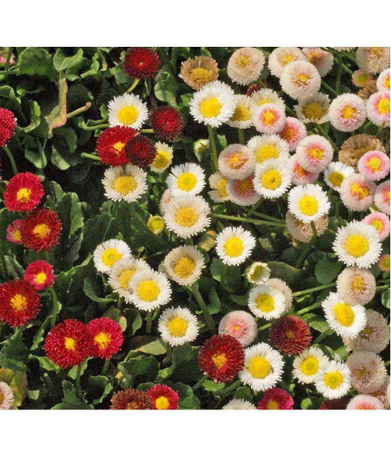 daisy mix flower 100 seeds pack with free cocopeat snd user manual