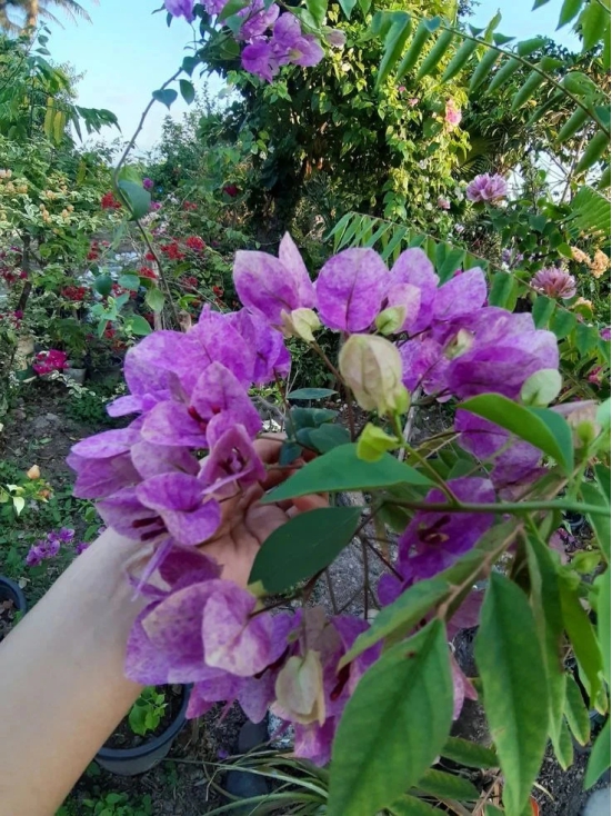 Violet  Tanglong Grafted Bougainvillea flower plant