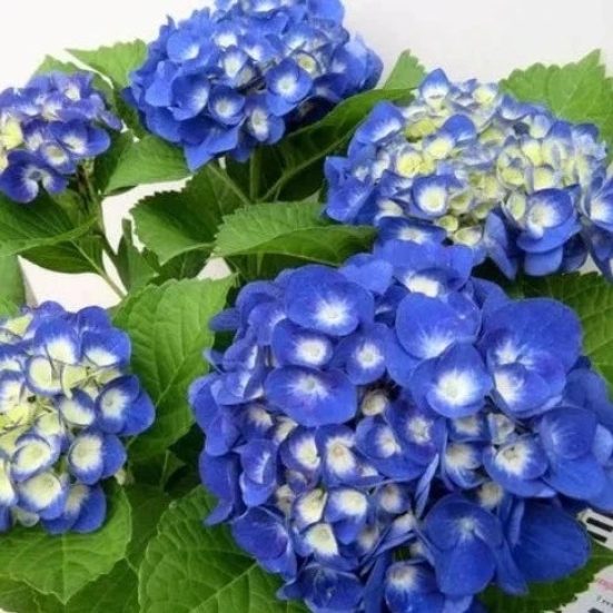 Hybrid Hydrangea Plant For Gardening