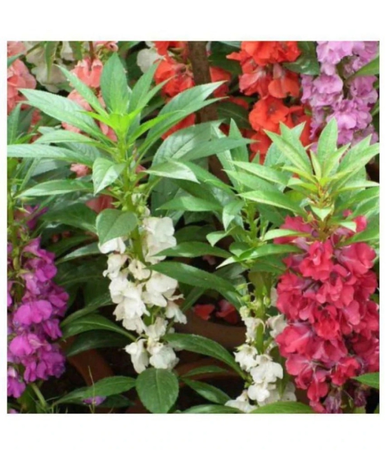 homeagro - Balsam Mixed Flower ( 20 Seeds )