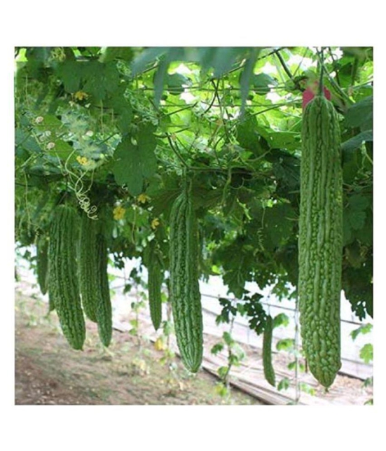 Bitter Gourd(Karela) Jhalri Long - Desi Vegetable Seeds 15