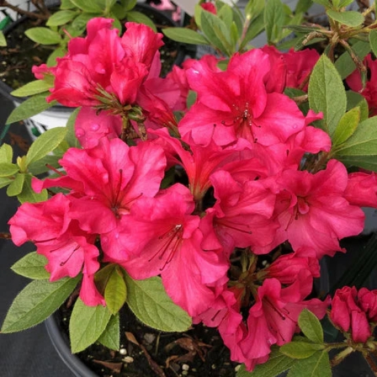 Azalea Flowers Plant(Red Colour)