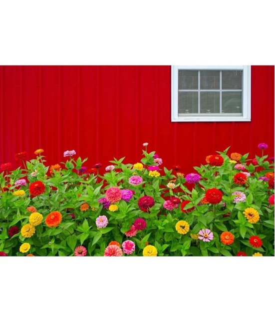 homeagro - Zinnia Mixed Flower ( 20 Seeds )