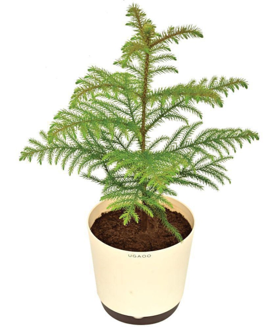 UGAOO Indian Christmas Tree Indoor Live Plant with Pot