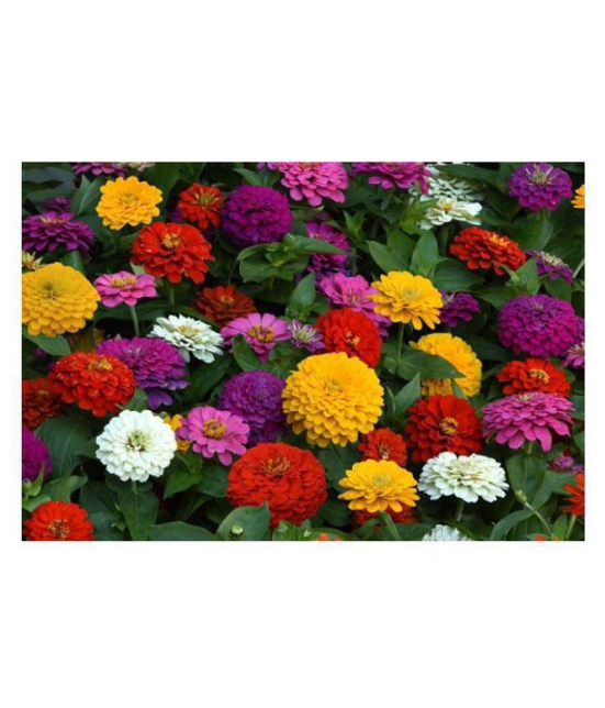 Zinnia mix color flower 50 seeds good for home gardening