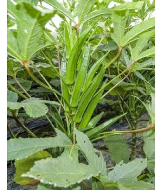 Recron Seeds - Bhindi Vegetable ( 50 Seeds )