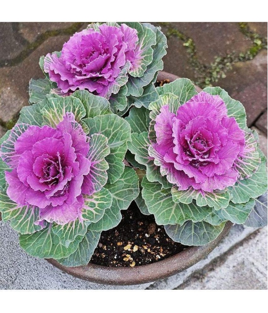 Flowering Kale Seeds Pack Of 30 Seeds