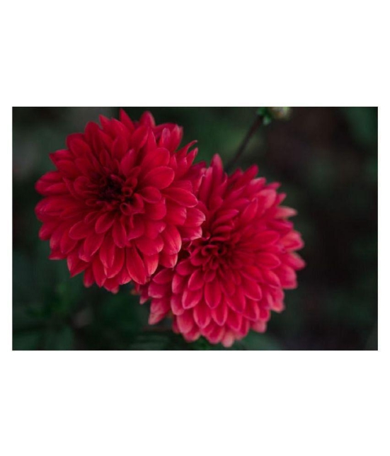 Chrysanthemum Kitchen Garden Seeds - Garden Flower 50 Seeds Pack with cocopeat 100gm