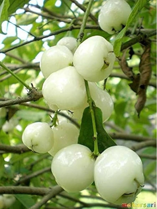 Water Apple(White)Fruit Plant