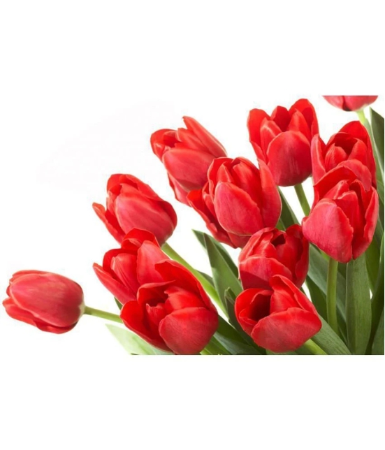 Nema Red Tulip Seeds - 10 Pcs