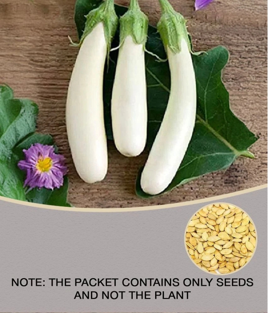 White Long Brinjal (Bengan) Eggplant Hybrid - 50 Seeds